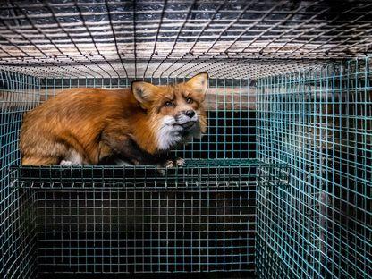 Foto: Kristo Muurimaa_HIDDEN_We Animals