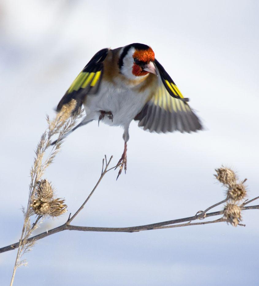 Sticlete în libertate. Foto: Dreamstime / Vitaly Ilyasov