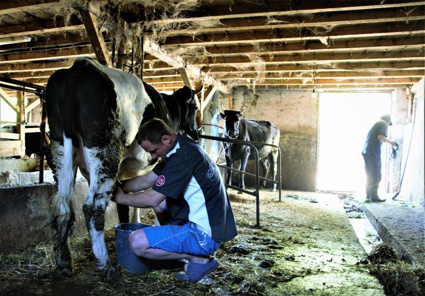 La Fundația „Sfântul Sava” nu se așteaptă totul de la Dumnezeu. Se mai produce și în fermele proprii.