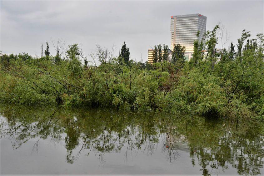 Porțiune necurățată a lacului Floreasca. Foto: Lucian Muntean.