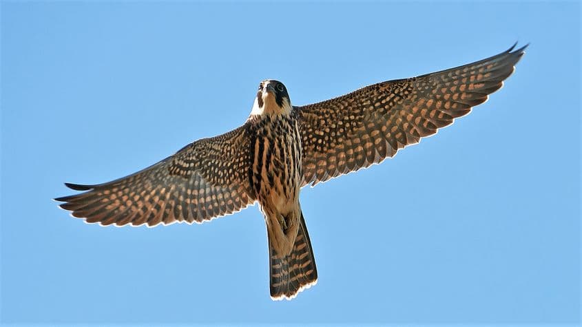 Foto: Dreamstime/Dennis Jacobsen