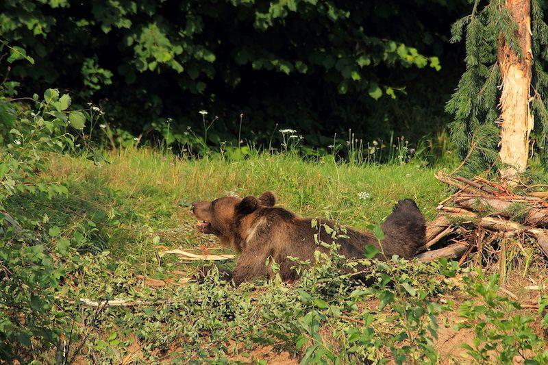 Pe un scenariu care să ne mențină la limita legalității în raport cu prevederile Directivei Habitate, ar trebui lămurit de ce și dacă e nevoie să vânăm urși, adică sa avem un obiectiv clar asumat social și politic. Foto: Urs prins in laț la Ojdula, autor Berde Lajos