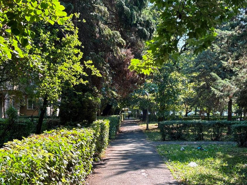 Biodiversitatea contează enorm în prevenirea efectelor negative ale valurilor de căldură: copacii din mai multe specii se ajută reciproc, în timp ce monoculturile riscă să cedeze simultan