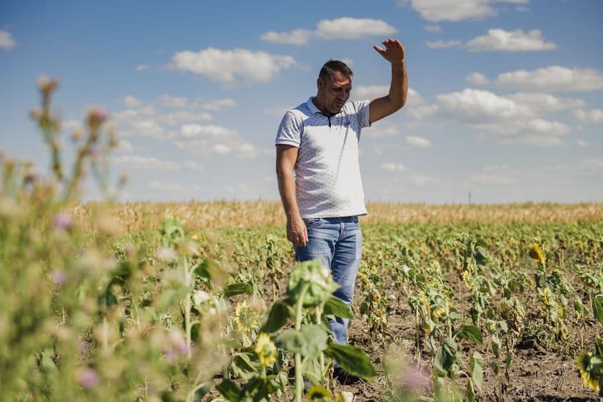 Seceta a făcut ravagii în ultimii ani în România. Înălțimea la care ar trebui să fie floarea soarelui, în luna august, într-un an normal. Foto: Maria Tufan