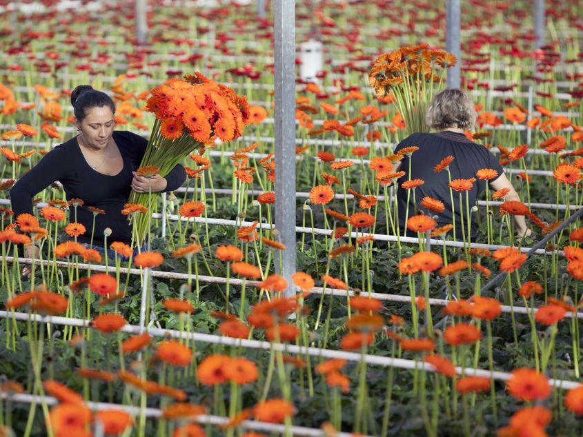 Soluțiile de integrare a femeilor migrante cer o schimbare sistemică, de la separarea locuinței de contractul de muncă, la programe pentru îngrijirea copiilor. Foto: Ahavelaar | Dreamstime.com
