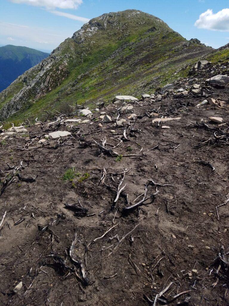 Zona de gol alpin afectată de incendiul din 2019 din Munții Cernei. Foto: Alexandru Teleagă