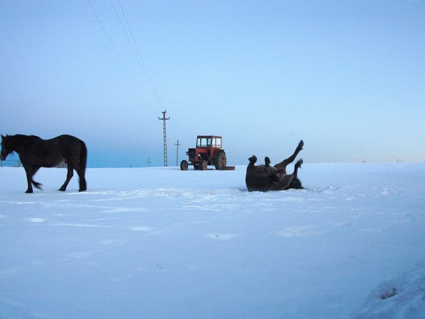 Fotografiile sunt ale autorului.