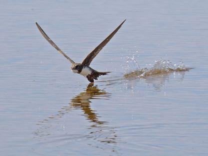 Primele trei drepnele mari