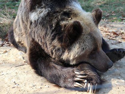 Urșii din România sunt uciși fără să se știe, de fapt, câți sunt și fără să se ia măsuri de prevenție a incidentelor. Foto: Facebook Libearty Bear Sanctuary