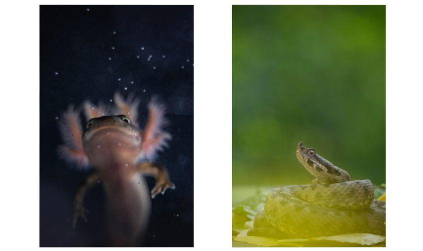 © Gabriel Șerban / gabrielserbanphoto.com