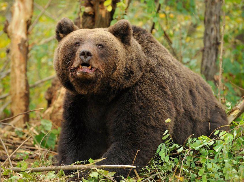 Cei care luptă pentru conservarea speciei și bunăstarea animalelor cer de ani de zile un plan coerent de management. Ministerul se face că nu-i aude. Sursa foto: ACDB/ Facebook