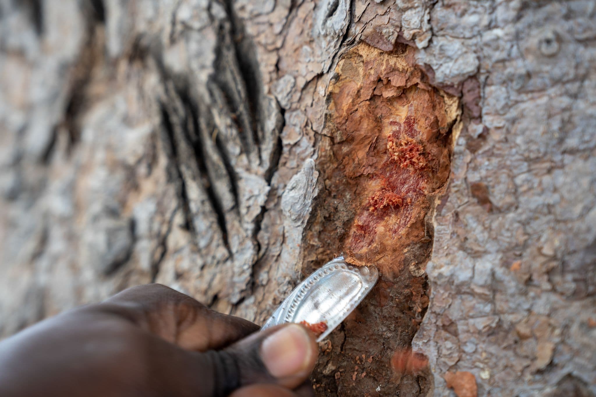 Arbore de palisandru, de culoare roșie intensă. Foto: Andrei Popoviciu