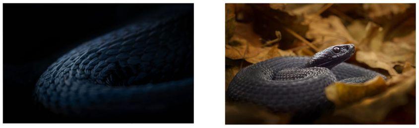 © Gabriel Șerban / gabrielserbanphoto.com