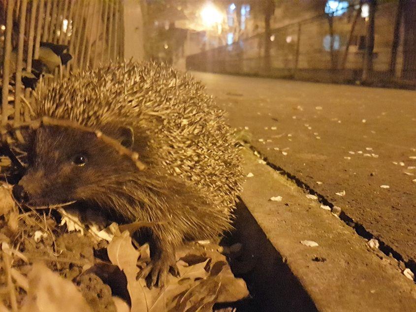 Arici în cartierul Balta Albă din București. Foto: Laura Ivăncioiu