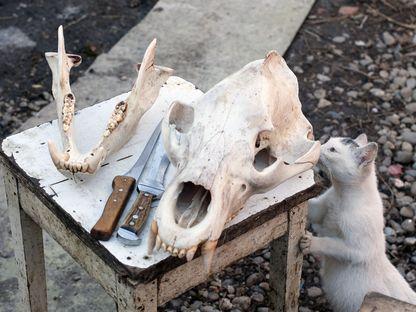 Braconaj: undeva, în Transilvania