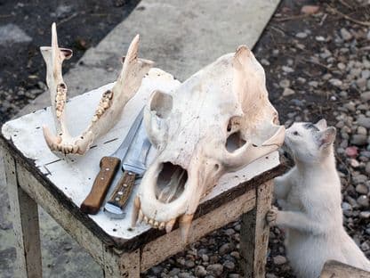 Braconaj: undeva, în Transilvania