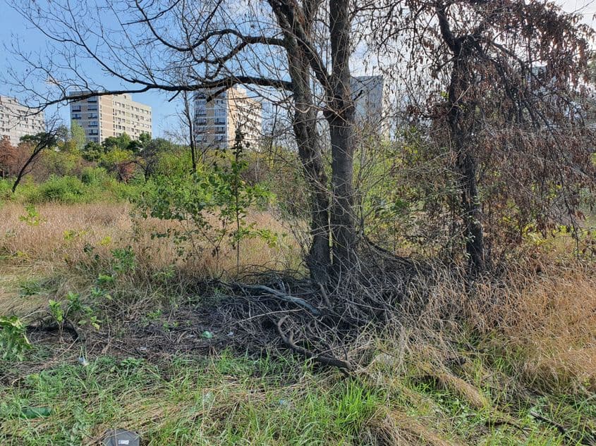 Copacii din zona retrocedată au ars de la bază.