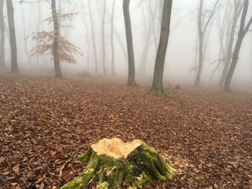 În prezent, rapoartele comisiei juridice și de agricultură țin proiectului noului Cod Silvic departe de un vot final în Camera Deputaților și, prin urmare, de o posibilă adoptare. foto: PressOne