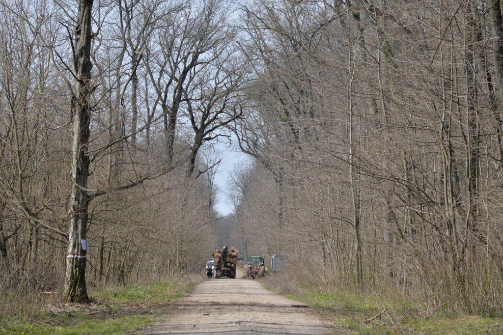 Exploatare în curs, Pădurea Vlădiceasca, la cinci minute după ce ai intrat în pădure