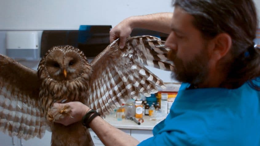 Șansele ca un animal sălbatic rănit să revină sănătos în sălbăticie depind de rapiditatea primului ajutor. Foto: Asociația Milvus