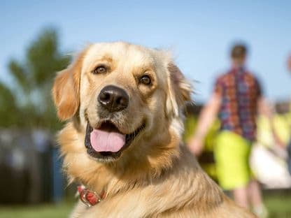 Şeful Autorității pentru Protecția Animalelor Bucureşti: "Suntem cu două secole în urmă"