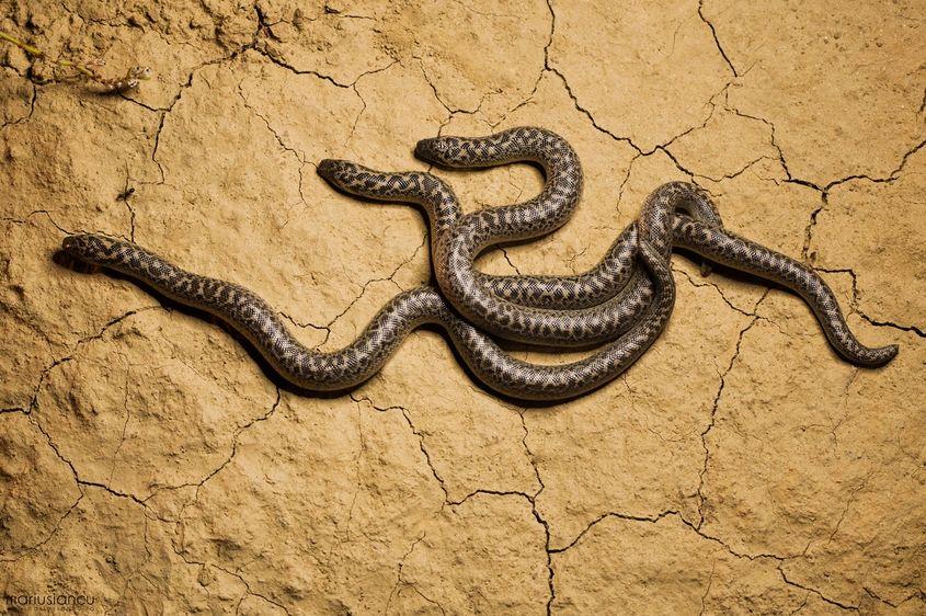 Trei exemplare tinere de Eryx jaculus. Foto: Marius Iancu