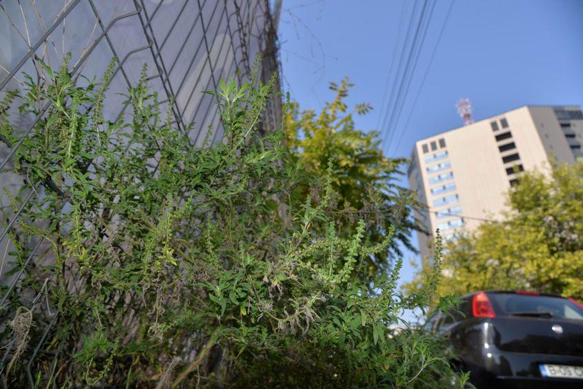 Ambrozie pe strada Iuliu Baraschi, final de octombrie 2019. Foto Lucian Muntean