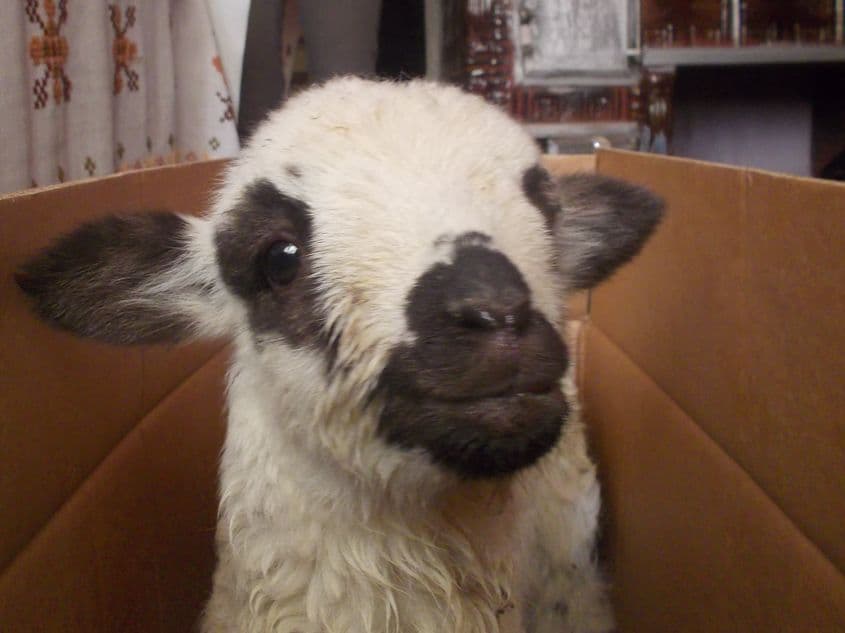 Cristina și sora ei au ținut un miel în casă în timpul iernii.