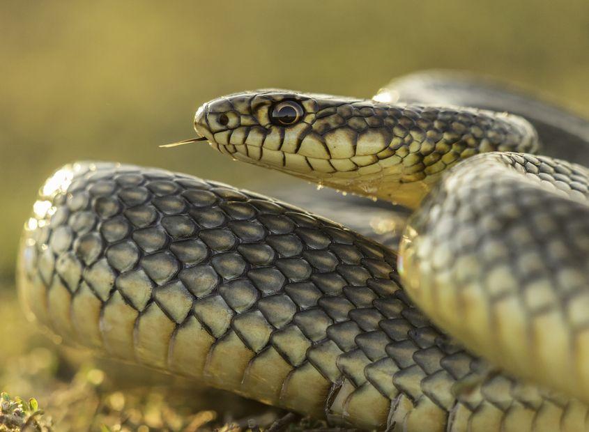 Șarpele rău. Foto: Dreamstime/Tiberiu Sahlean