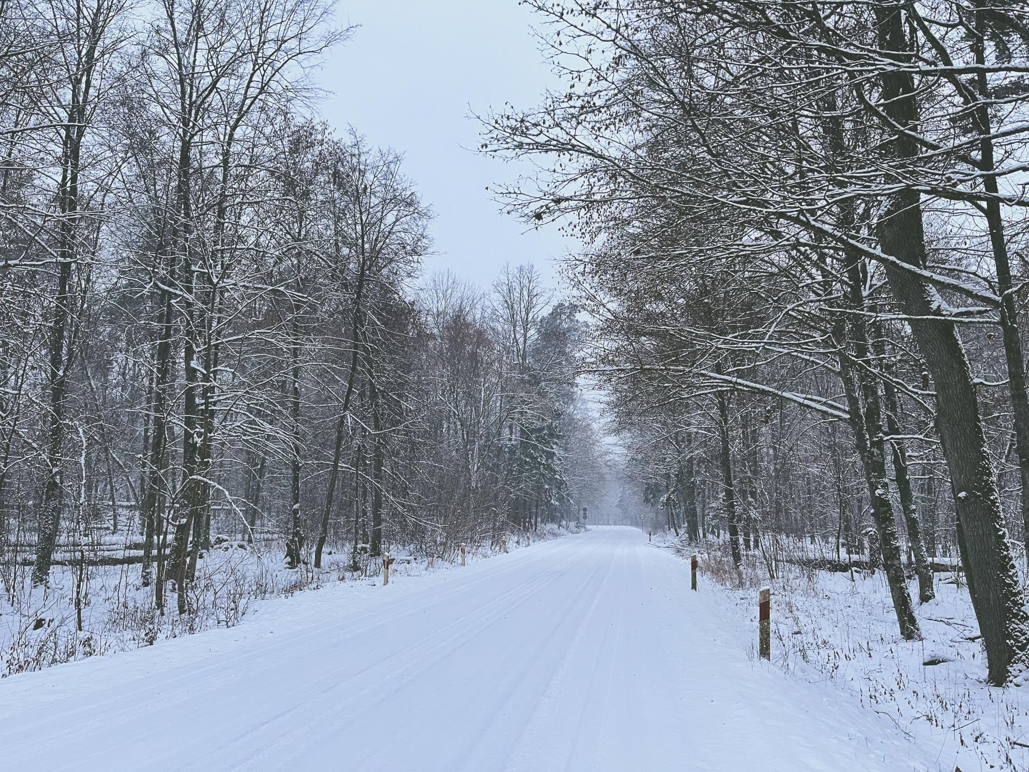 Pădurea Białowieża