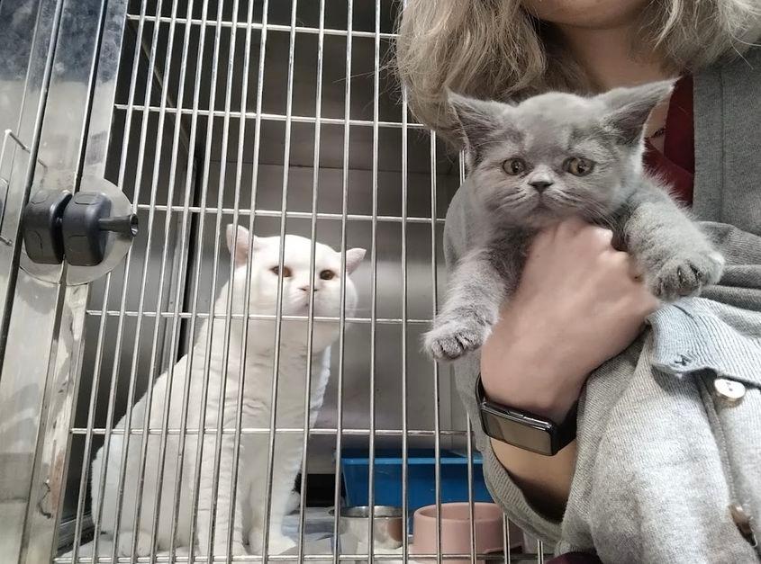 Foto: Charlie's Clinic Vet