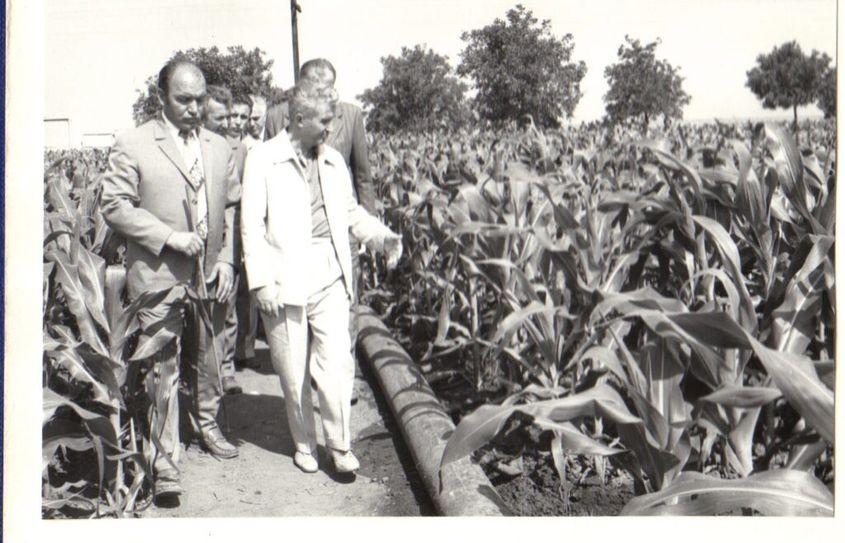 Vizita de lucru a lui Nicolae Ceauşescu în judeţul Constanţa. În imagine, la Întreprinderea agricolă de stat Amzacea, 1979.
Fototeca IICCMER (c)