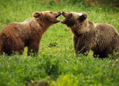Prevenție, nu împușcare. Cum ar trebui gestionată problema urșilor, astfel încât să existe cât mai puține conflicte om-animal