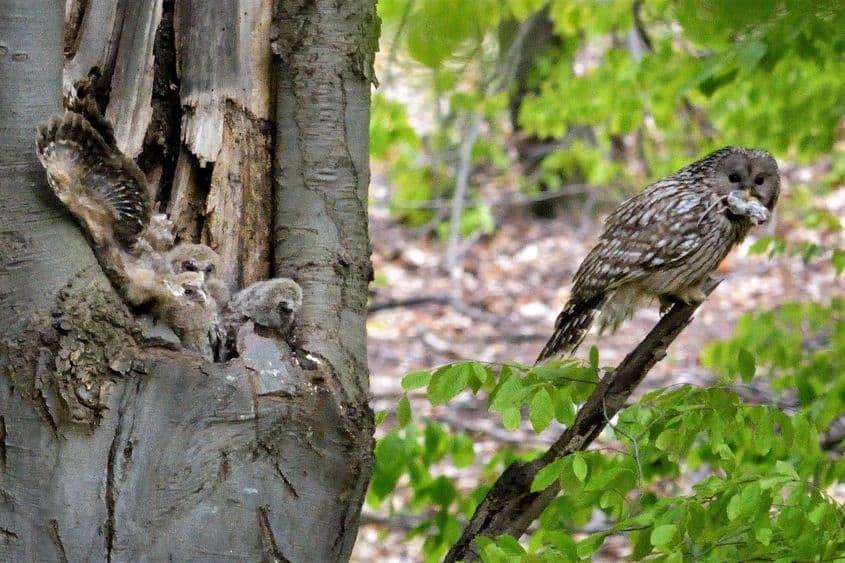 Cuibul adăpostește acum patru pui. Foto: Teodor Octavian Păunescu