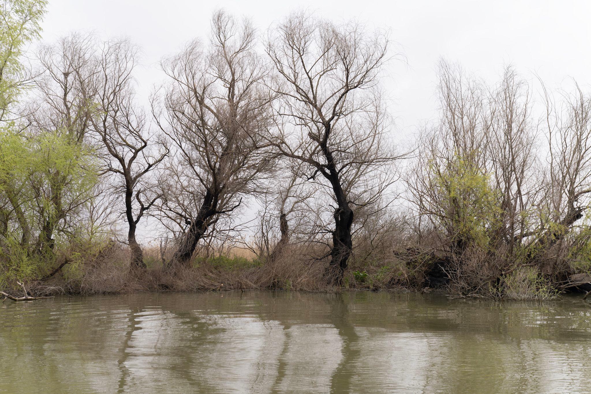 Copaci arși în apropiere de Gorgova. Foto: Andreea Câmpeanu