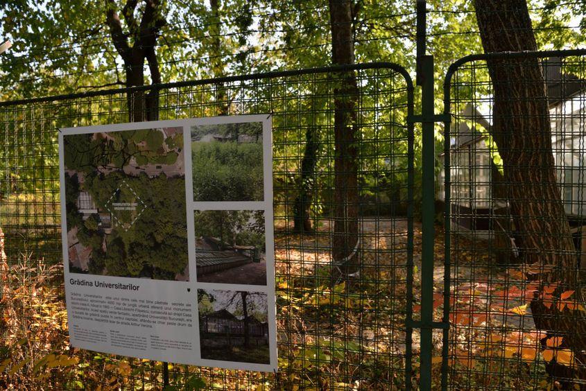 Gardul în spatele căruia se ascunde ambrozia în terenul de pe strada Pictor Arthur Verona. Foto Lucian Muntean