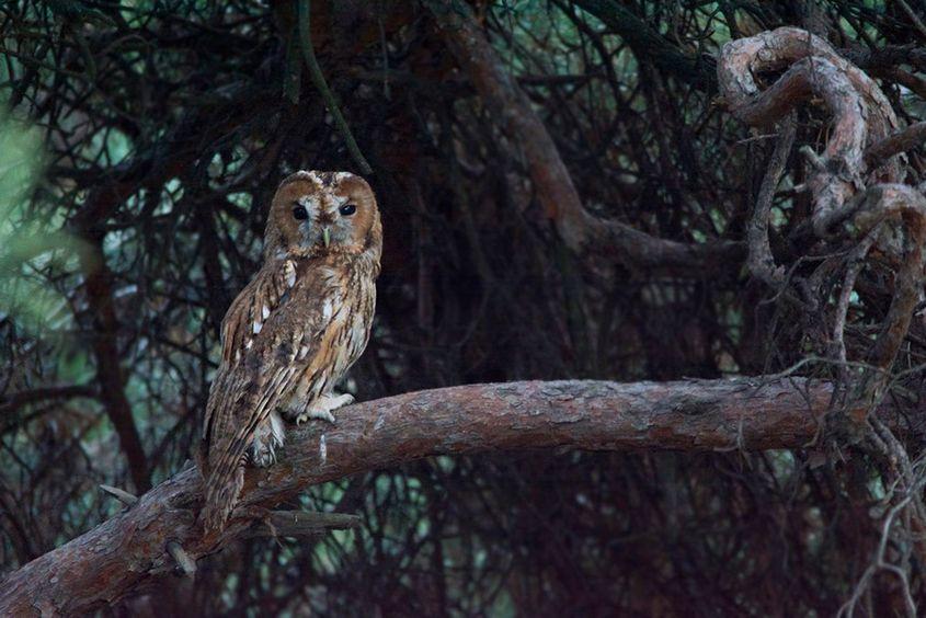 Prima ramură aleasă de huhurezul mic după eliberare. Foto: Alexandra Ion