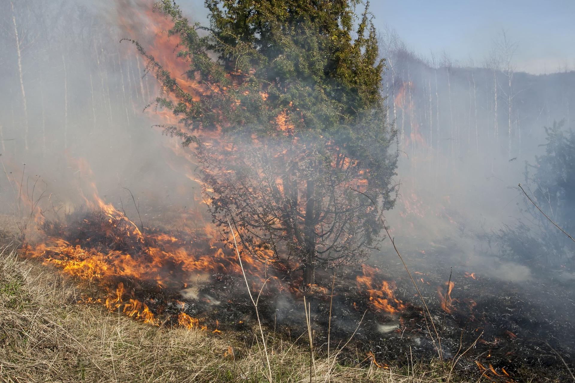 Incendiu de pădure în Apuseni. Foto © Igorartmd | Dreamstime.com