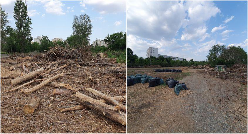 Defrișări în Parcul IOR