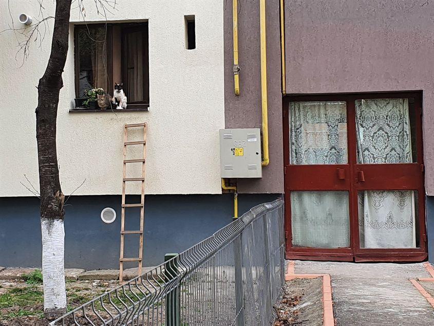 Scara improvizată pe care urcă pisicile Carolinei
Foto: Dan Jugănaru