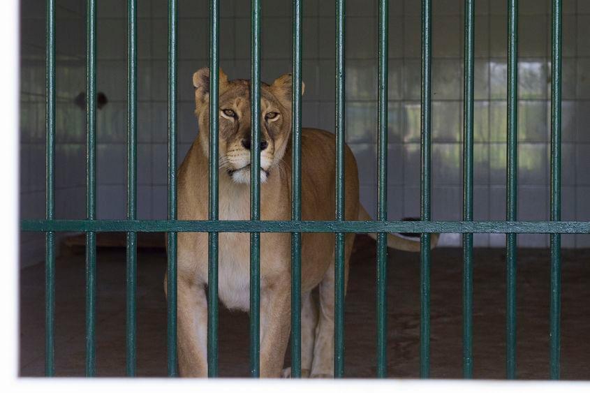 Leoaică la Grădina Zoologică din Galați. Foto: Ovidiu Iordachi / Inquam Photos