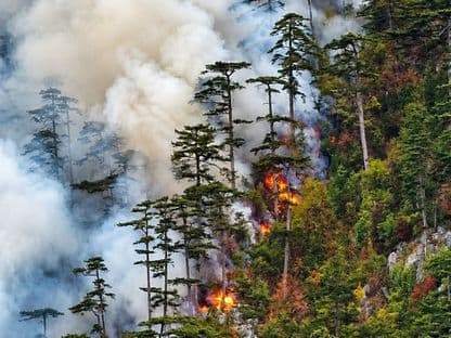 Incendiu de pădure în Domogled, lângă Herculane. Foto: Agent Green / Romaniacurata