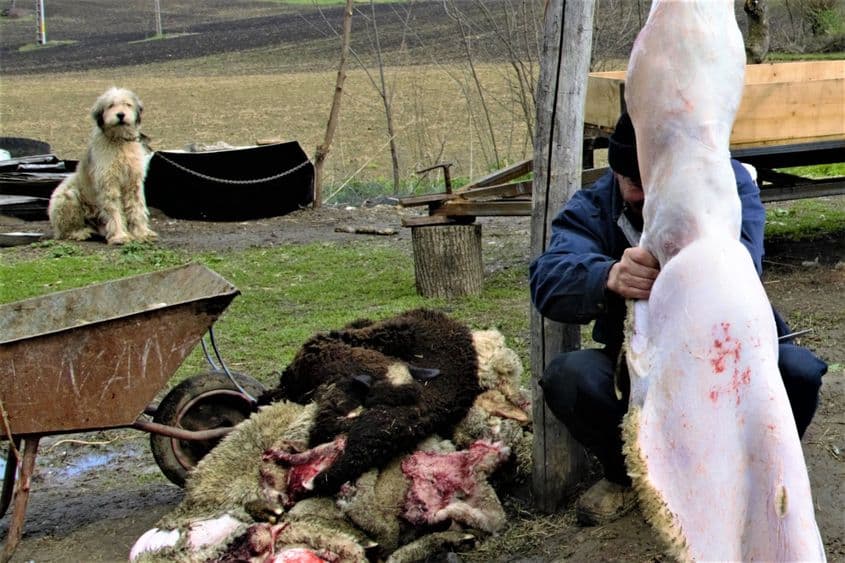 O imagine cruntă din zootehnia românească: pieile de miel sunt aruncate, li se dă foc