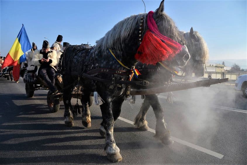 Trași de cai, maramureșenii s-au întors o sută de ani în timp.
