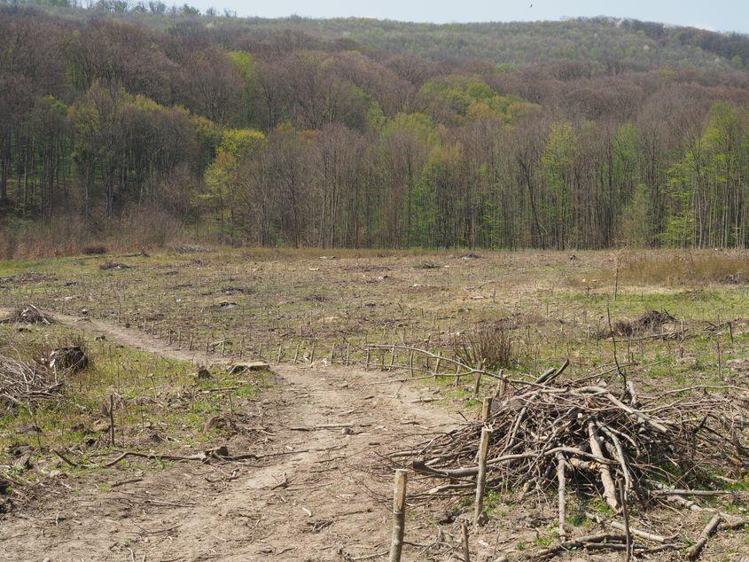 Tăierile rase din zona Dobrovăț-Bârnova sunt criticate de biologi pentru impactul negativ asupra speciilor rare