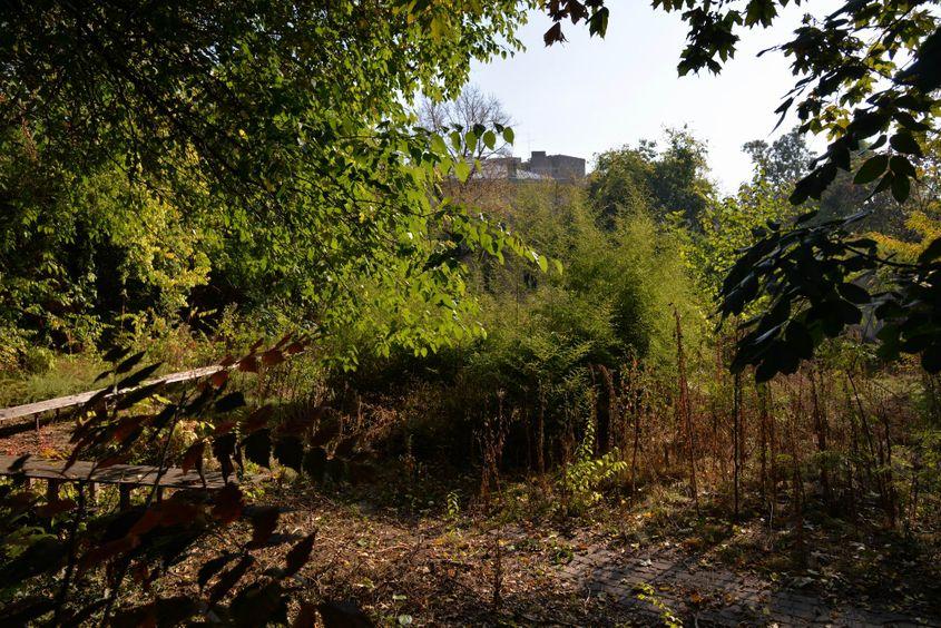 Ambrozia în strada Pictor Arthur Verona. Dacă și Comandamentul doamnei Firea ar folosi Harta Ambroziei, ar ști unde să acționeze. Foto Lucian Muntean