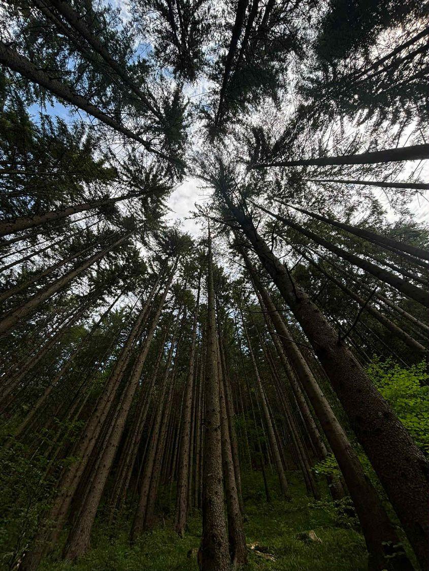 Dacă în 2021 părea că-n România vor putea fi realizate 56 de mii de hectare noi de pădure, în 2025 am ajuns la doar 18 mii de hectare