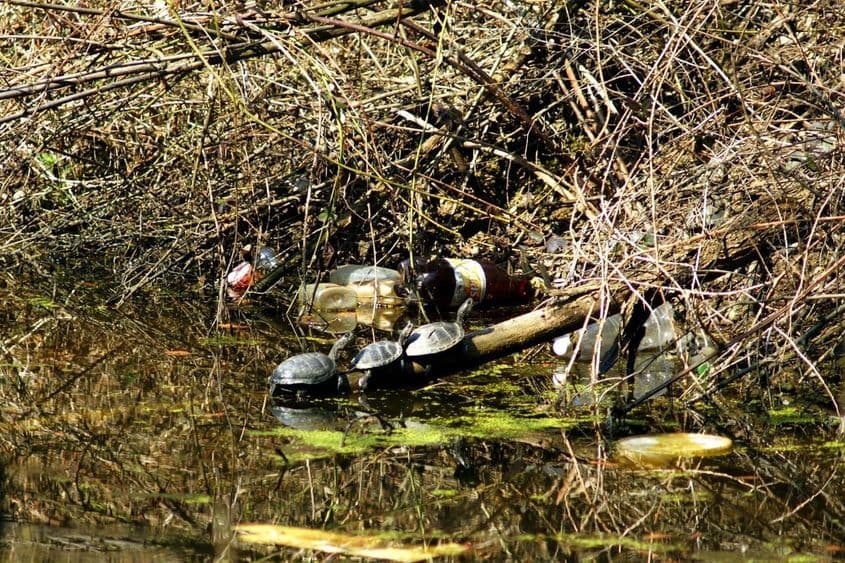 Plasticul purtat de apele Dunării ajunge, în timp, să se descompună în microplastic, care se lipește de roci și floră, afectând calitatea apei și a mediului pe termen nelimitat. Foto: Asociația Mai Mult Verde