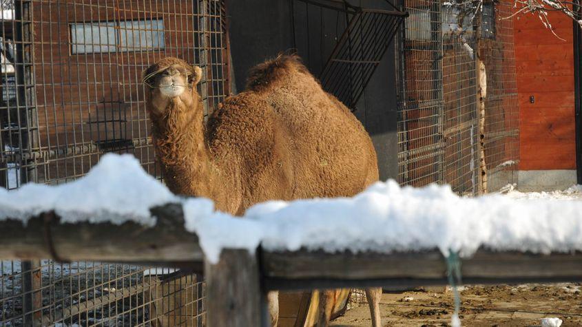 Dromader la Zoo Băneasa. Foto: Lucian Muntean