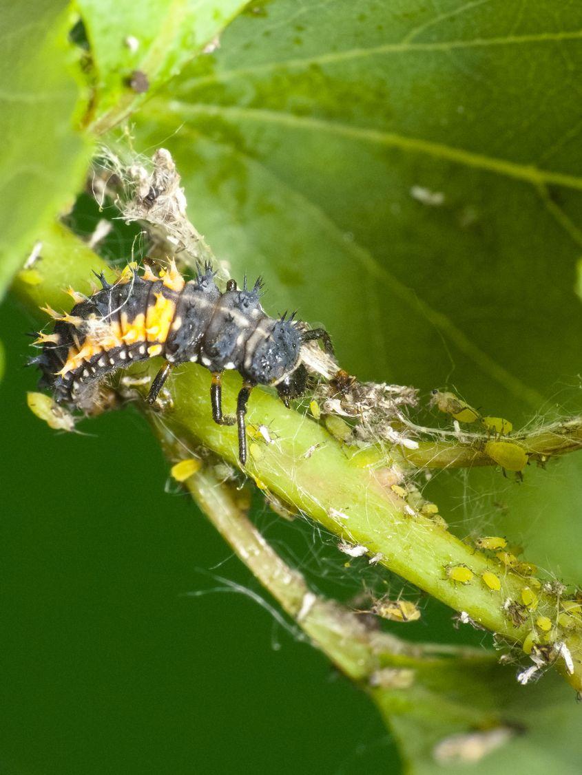 Larvă de buburuză asiatică, la vânătoare de afide. Foto: Dreamstime/Dimijana